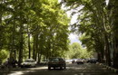 oriental plane